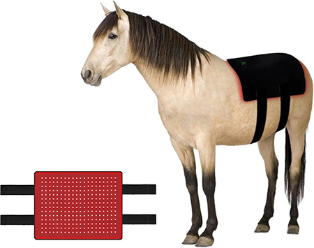 Horse Braces & Supports